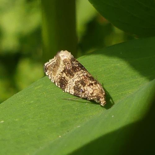 Celypha lacunana
